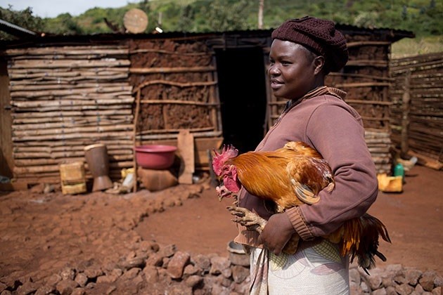 Small-scale chicken farmer in Tanzania/Arusha, 2015. (Photo Courtesy: Karel Prinsloo/GALVmed)